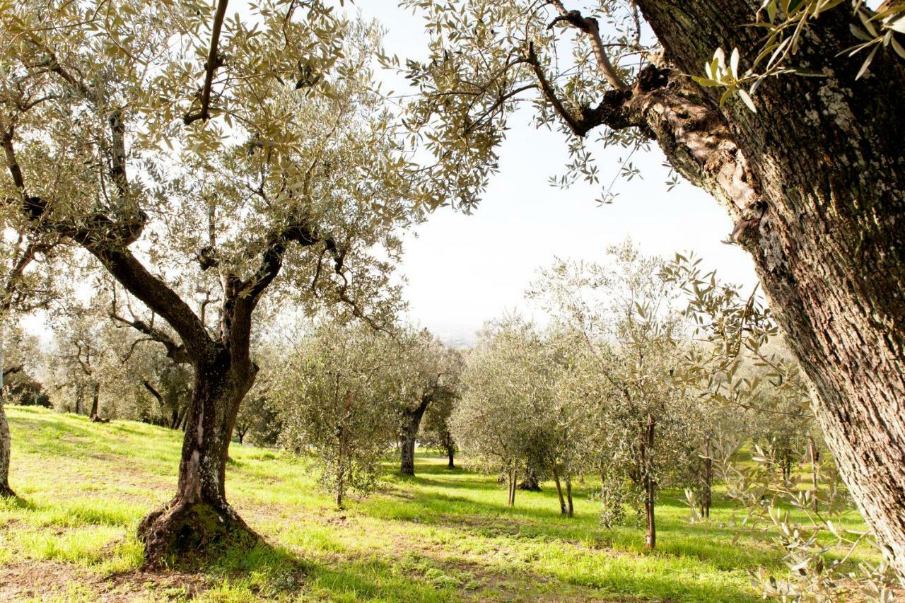 Agriturismo Podere Rondinaio Lamporecchio Ngoại thất bức ảnh